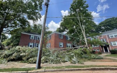 Tree Emergency: What Should You Do?